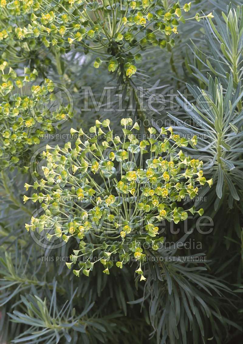 Euphorbia characias subsp. wulfenii (Mediterranean spurge) 6 