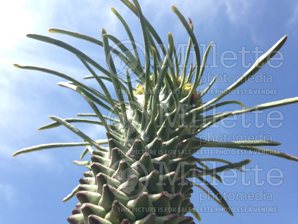 Euphorbia clandestina (Volstruisnek) 2