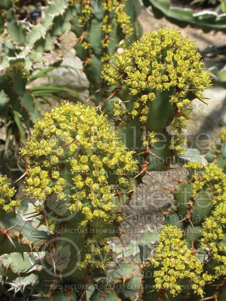 Euphorbia coerulescens (Sweet Noor Succulent) 3