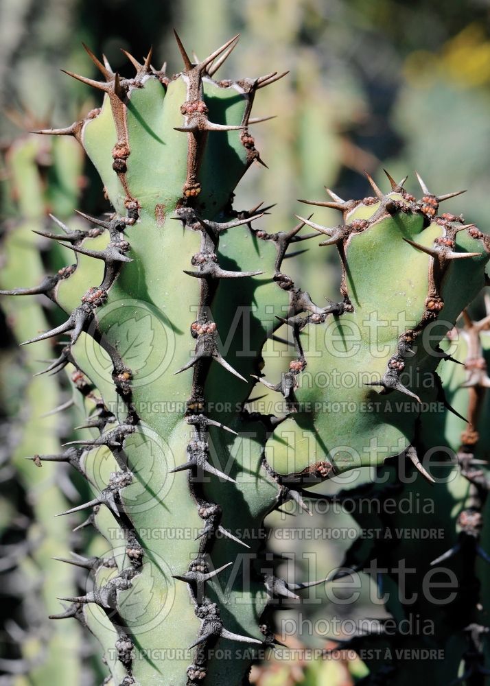 Euphorbia coerulescens (Sweet Noor Succulent) 1