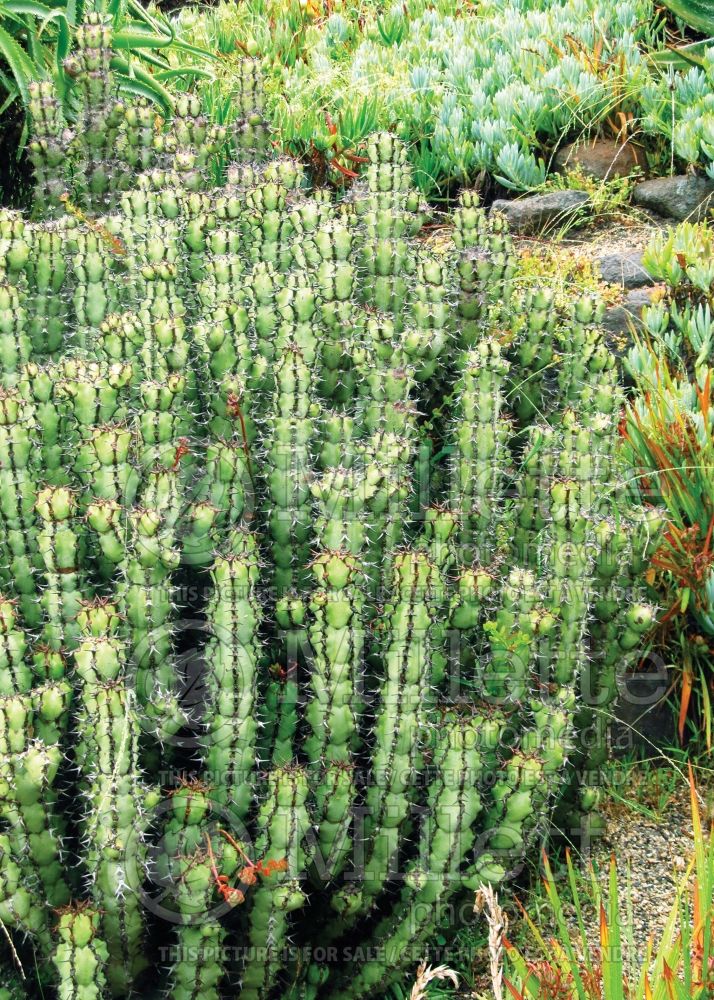 Euphorbia coerulescens (Sweet Noor Succulent) 2