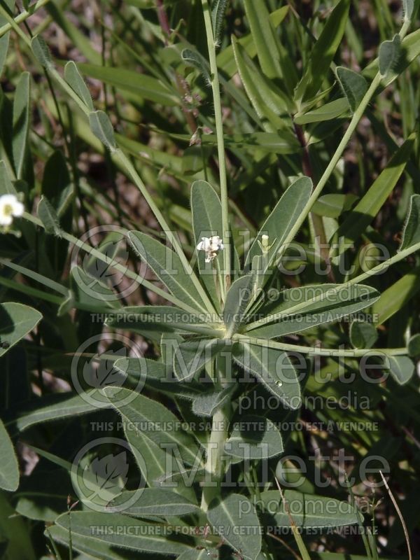 Euphorbia corollata (Spurge, Cushion) 6