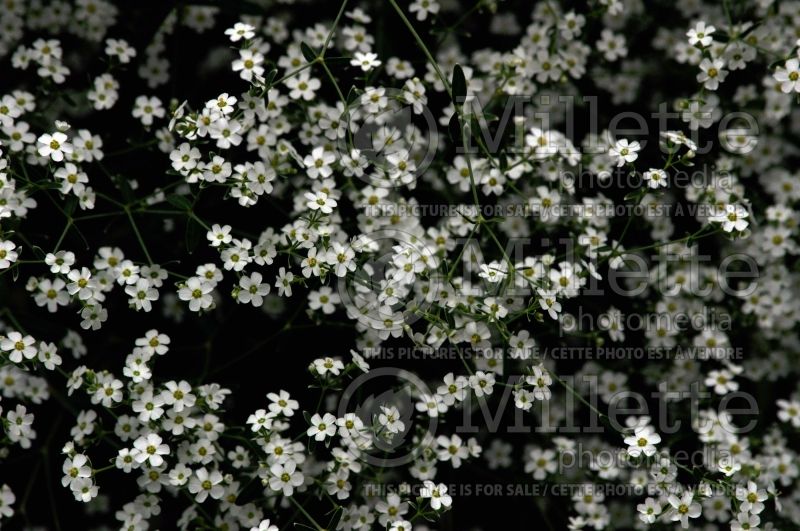 Euphorbia corollata (Spurge, Cushion) 1