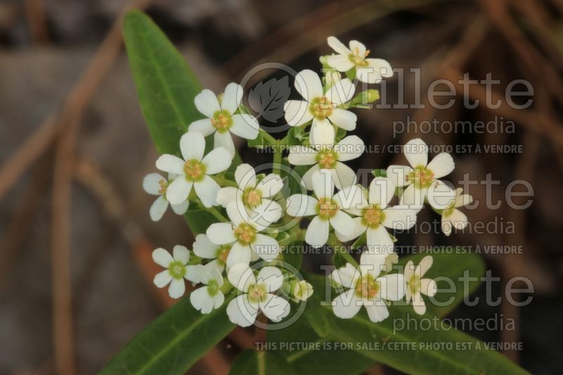 Euphorbia corollata (Spurge, Cushion) 3