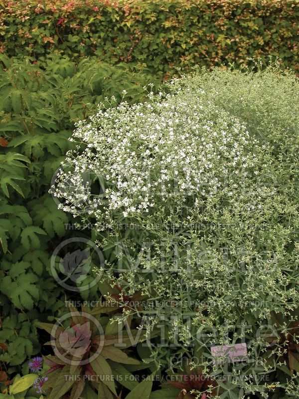 Euphorbia corollata (Spurge, Cushion) 2