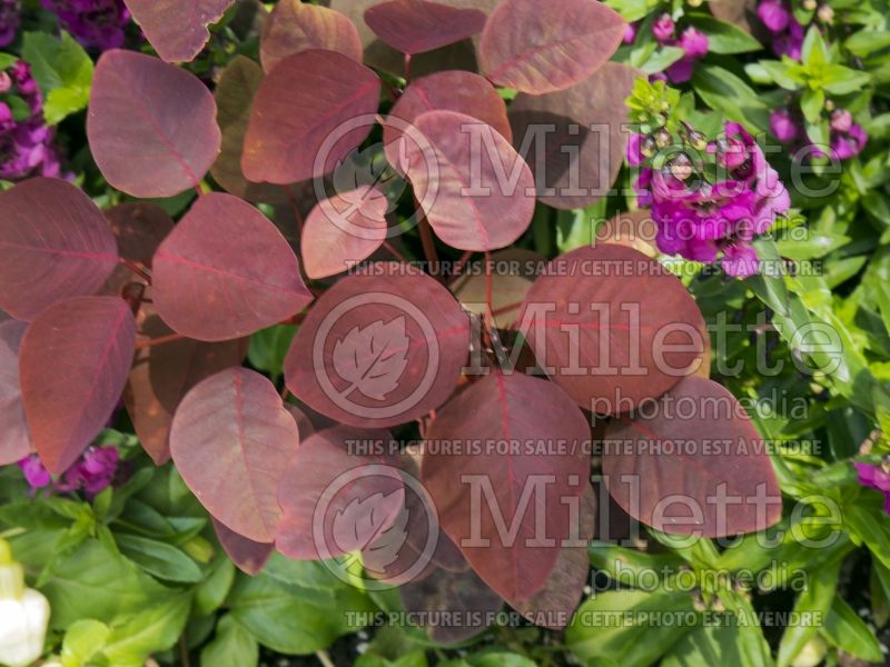 Euphorbia Burgundy Wine (Spurge, Cushion) 1