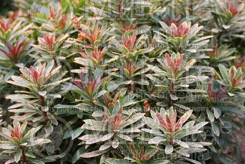 Euphorbia Helena's Blush (Spurge)  1