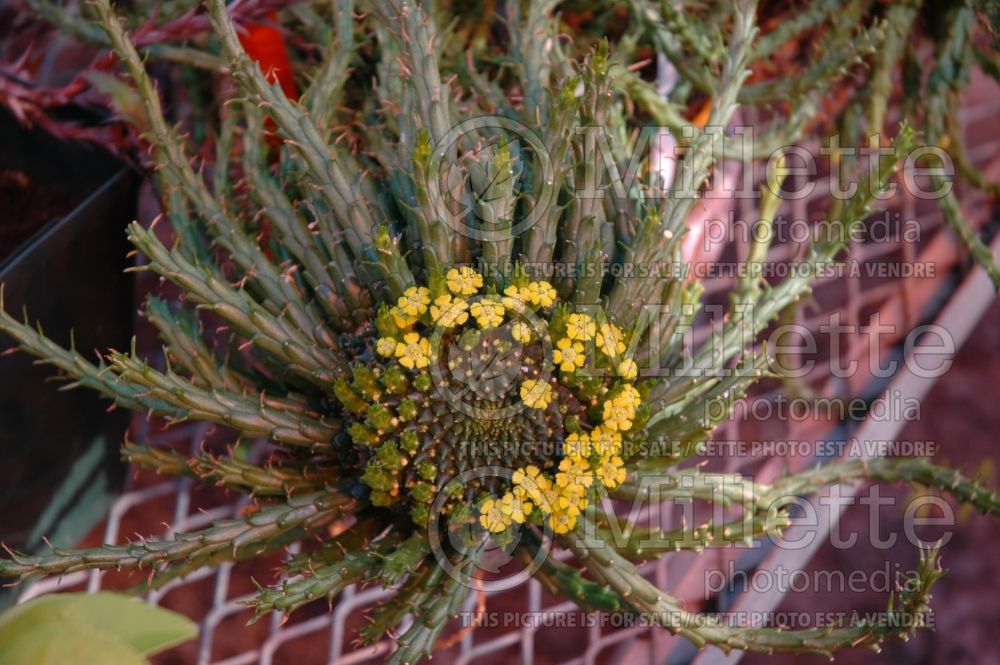 Euphorbia inermis (Green crown) 1