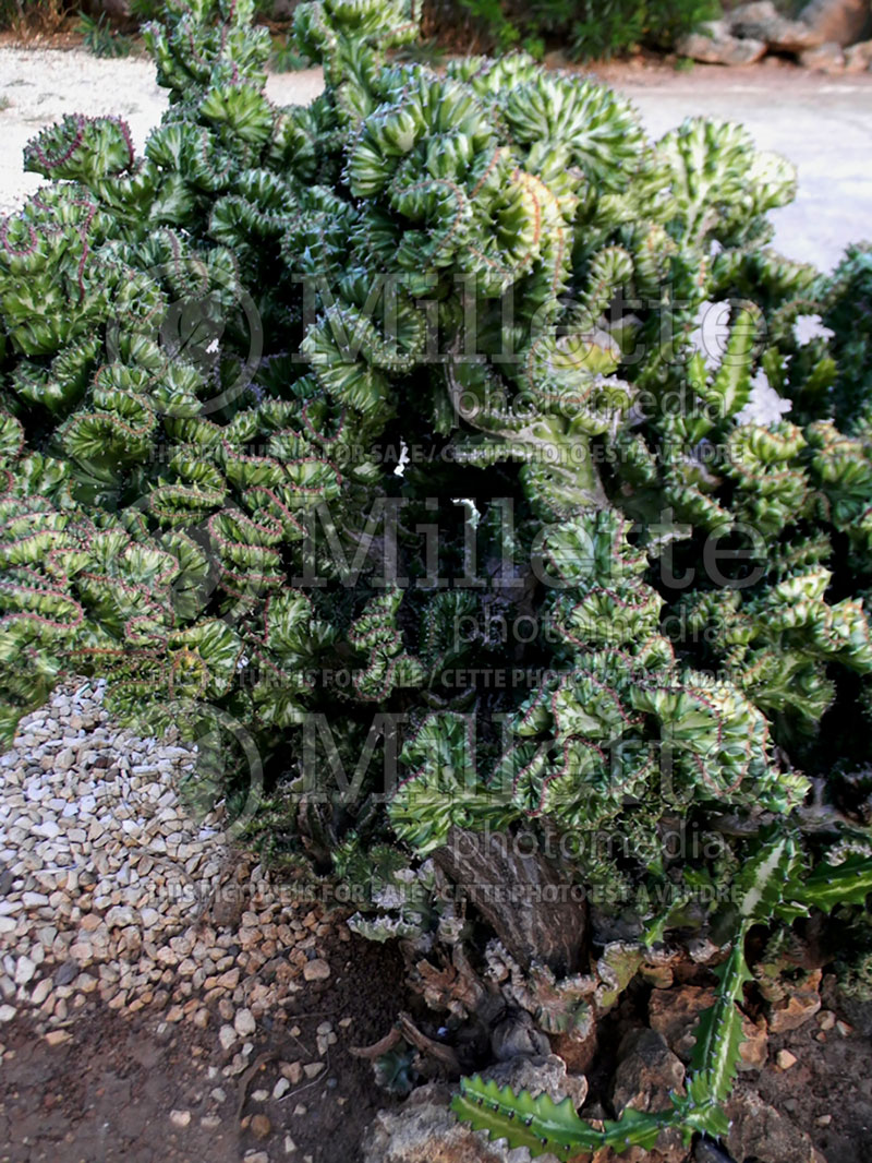 Euphorbia Crest (Spurge, Cushion) 2