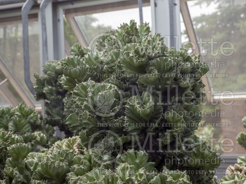 Euphorbia Cristata (Crested Euphorbia) 6
