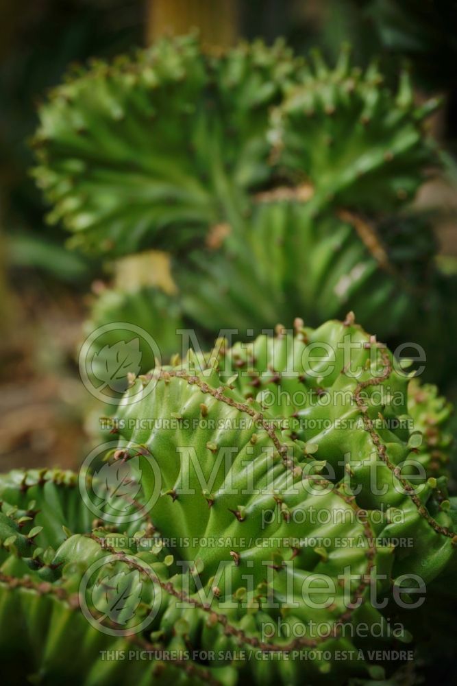 Euphorbia Cristata (Crested Euphorbia) 7