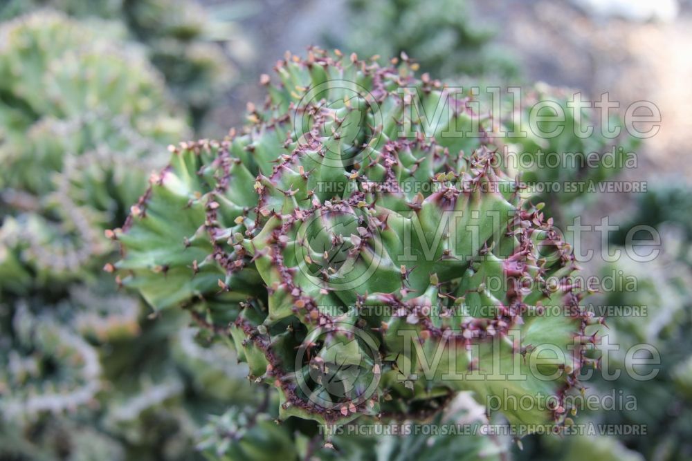 Euphorbia Cristata (Crested Euphorbia) 3