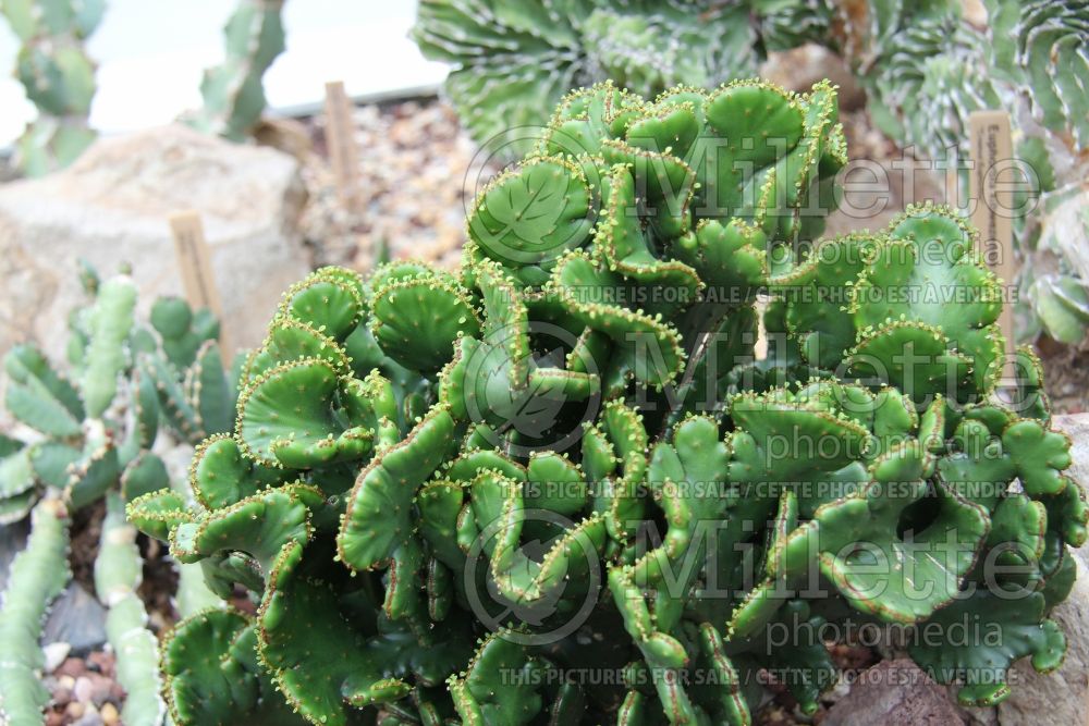 Euphorbia Cristata (Crested Euphorbia) 4