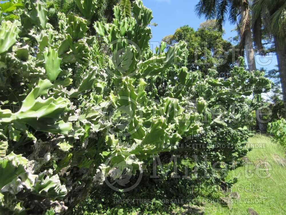 Euphorbia Cristata (Crested Euphorbia) 8