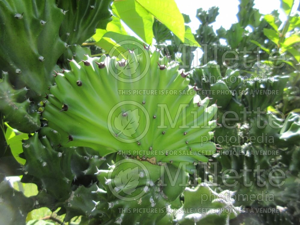 Euphorbia Cristata (Crested Euphorbia) 10
