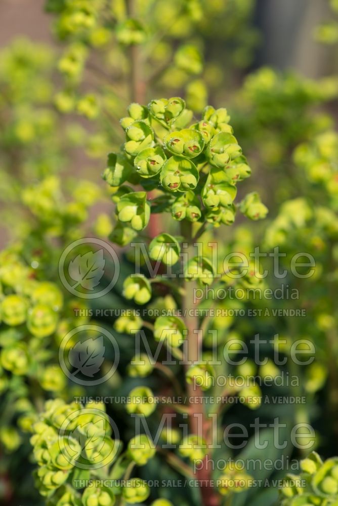 Euphorbia Helen Robinson (Spurge, Cushion) 1 