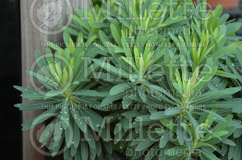 Euphorbia Tiny Tim (Cushion Spurge) 1