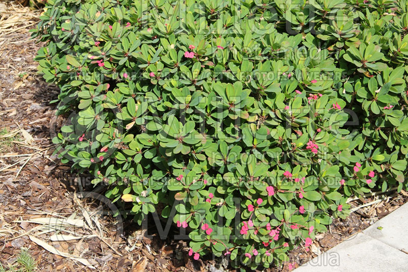 Euphorbia Jerry's Choice  (Spurge, Cushion) 1