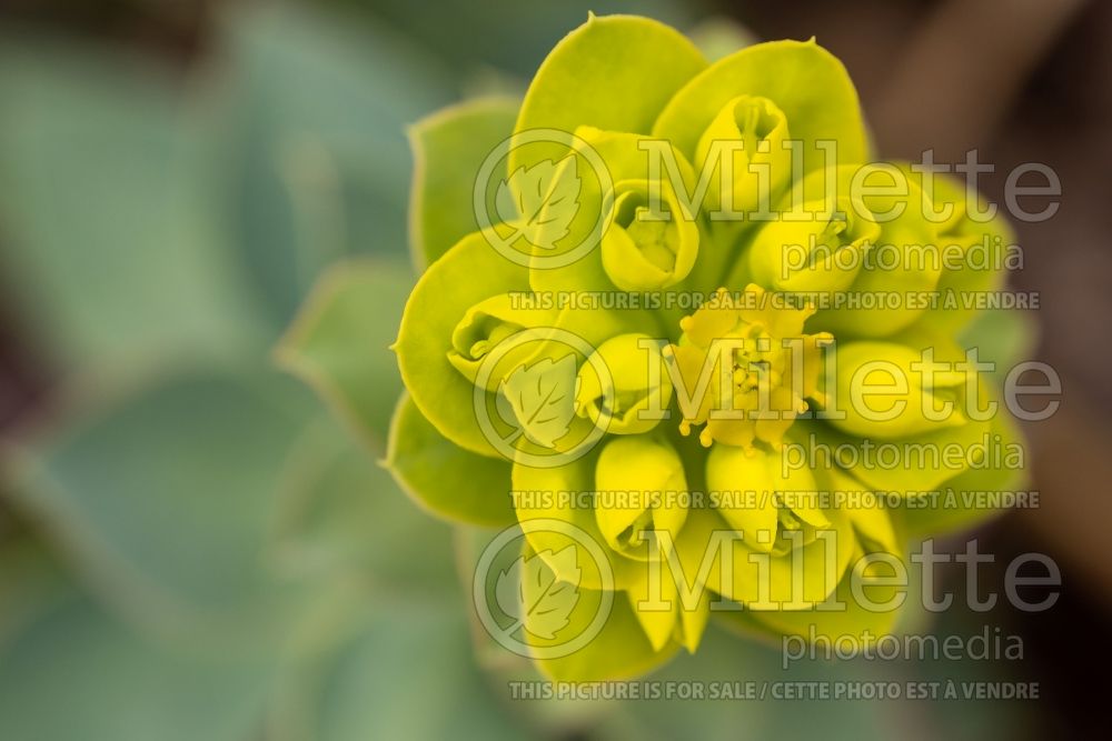 Euphorbia myrsinites (Donkey-tail Spurge) 3