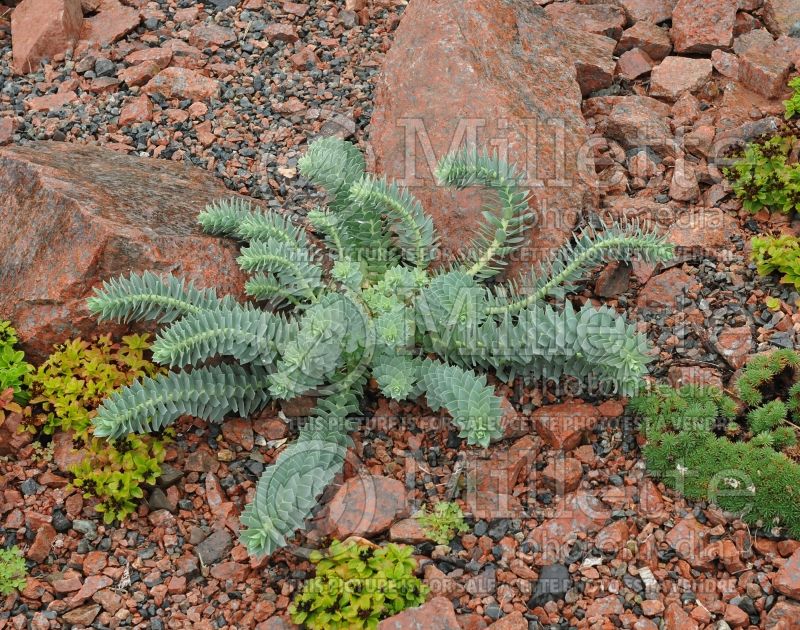 Euphorbia myrsinites (Donkey-tail Spurge) 2