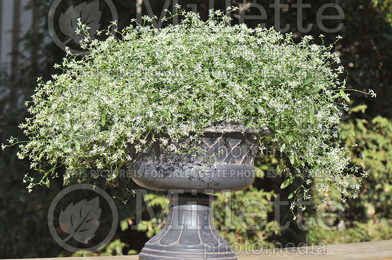 Euphorbia ou Chamaesyce Diamond Frost (Euphorbia) 1 