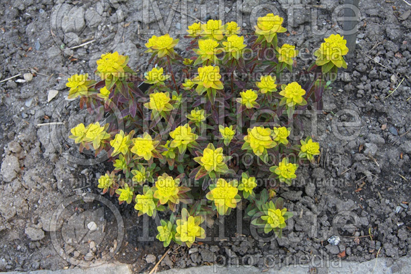 Euphorbia Bonfire (Spurge, Cushion) 1 