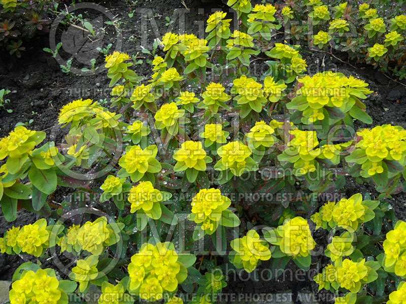 Euphorbia Bonfire (Spurge, Cushion) 3 