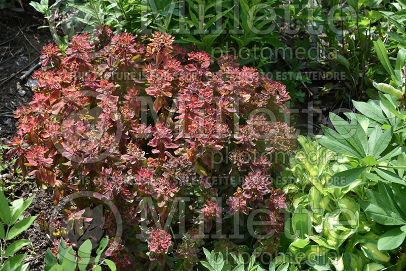 Euphorbia Bonfire (Spurge, Cushion) 5 