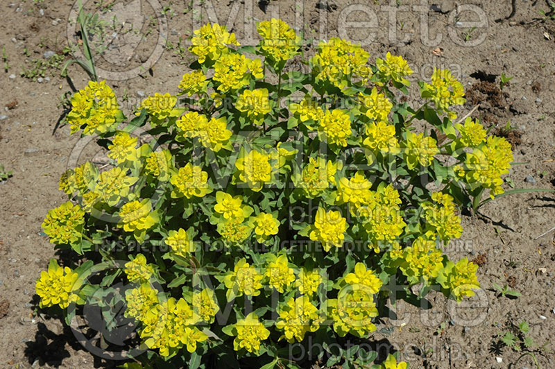 Euphorbia Candy (Spurge) 1 