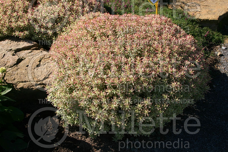 Euphorbia First Blush (Spurge) 2 