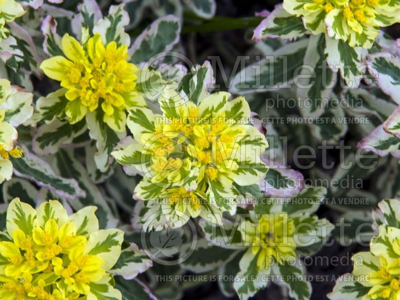 Euphorbia First Blush (Spurge) 4 