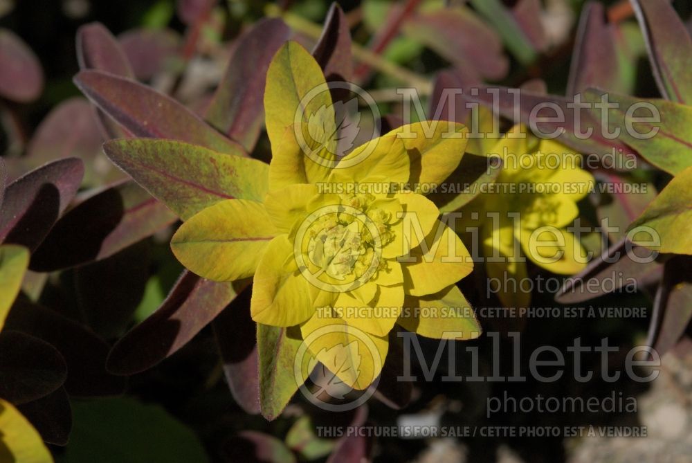 Euphorbia Bonfire (Spurge, Cushion) 4 