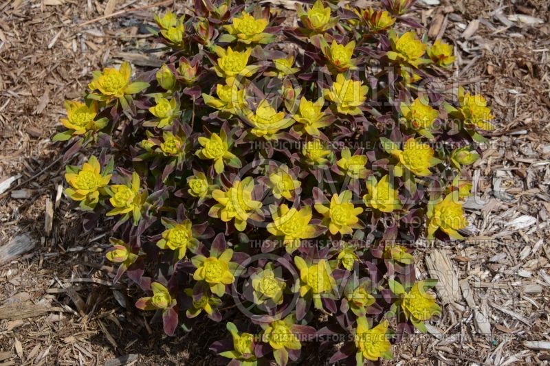 Euphorbia Bonfire (Spurge, Cushion) 6 