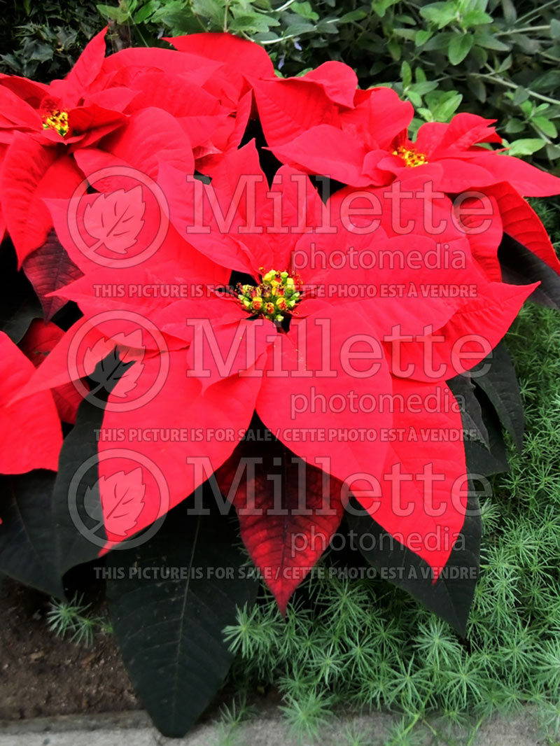 Euphorbia Christmas Day Red (Spurge, Cushion poinsettia) 1 