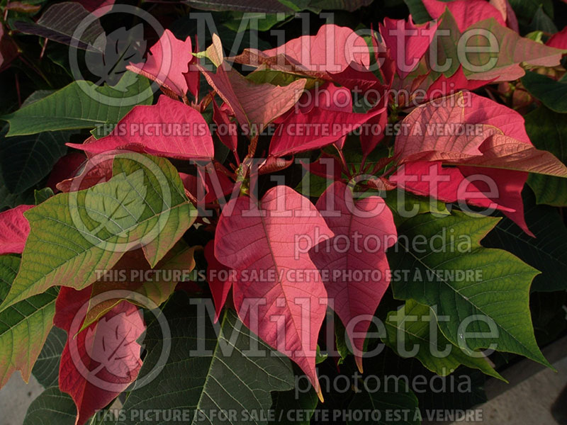 Euphorbia Enduring Pink (Poinsettia) 1