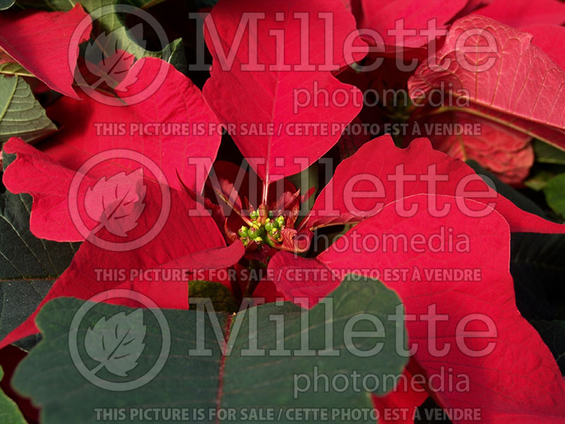 Euphorbia Prestige Red (Poinsettia) 1