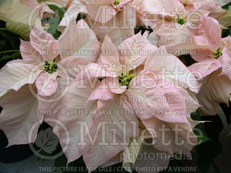 Euphorbia Visions of Grandeur (Poinsettia)  1