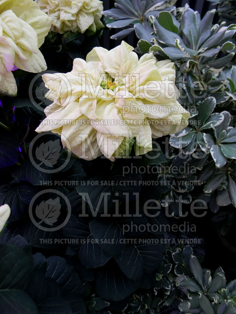 Euphorbia Winter Rose White (Spurge, Cushion poinsettia) 2 