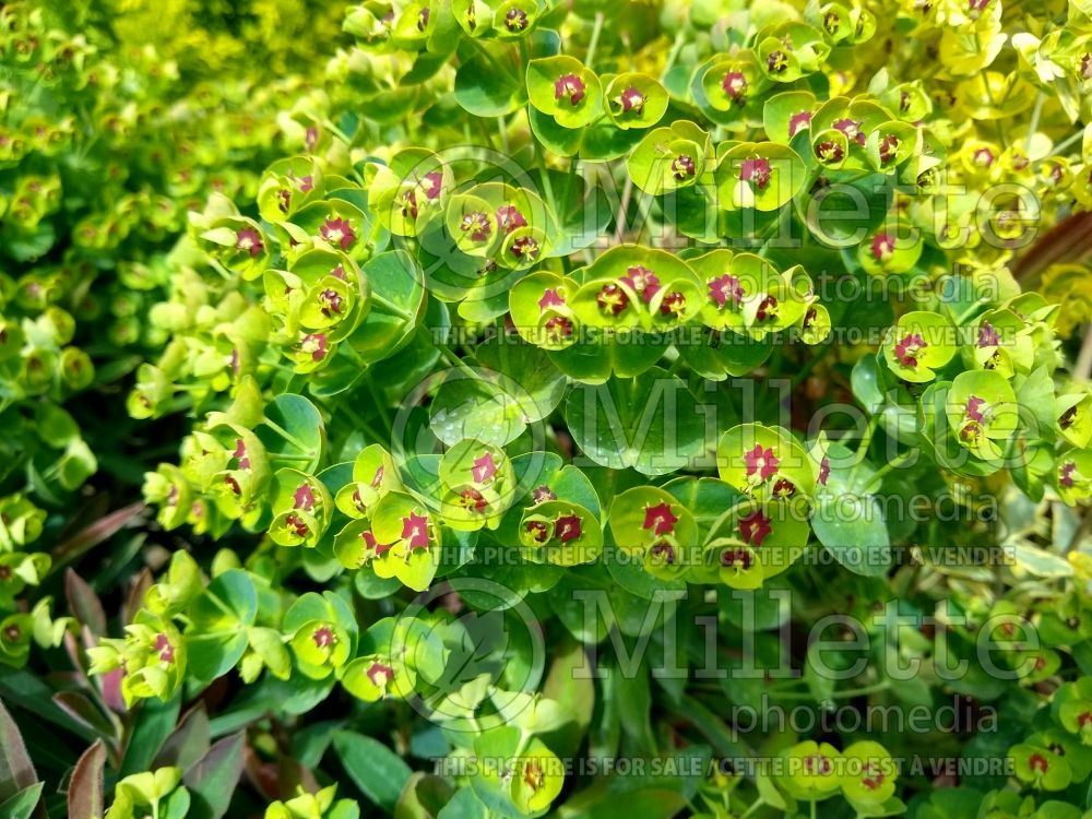 Euphorbia Redwing aka Charam  (Spurge, Cushion) 2 