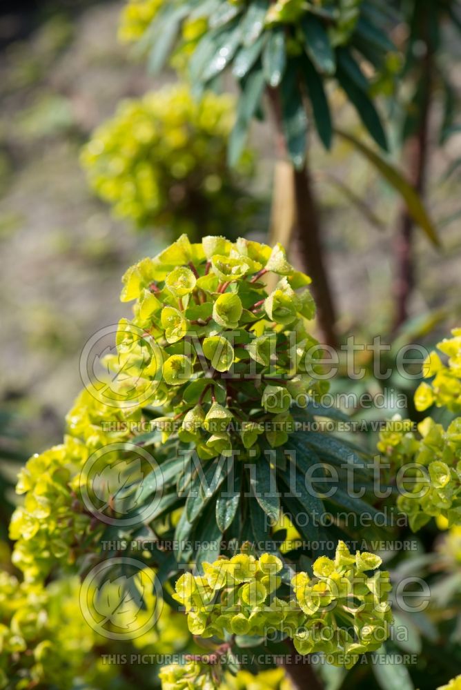Euphorbia Redwing aka Charam  (Spurge, Cushion) 1 