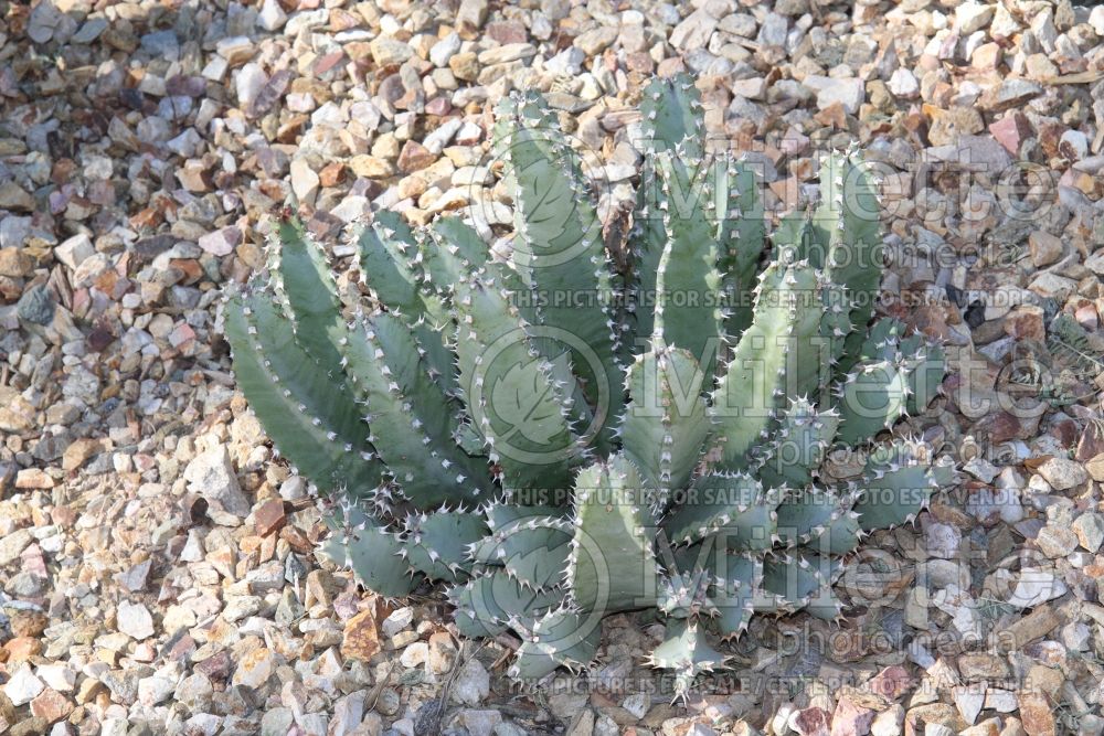 Euphorbia resinifera (resin spurge) 1