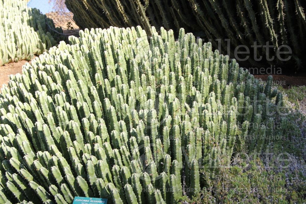 Euphorbia resinifera (resin spurge) 5