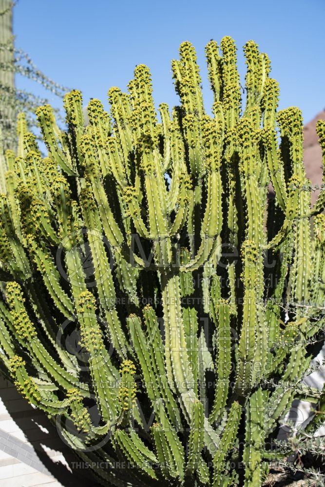Euphorbia royleana (Sullu spurge) 2