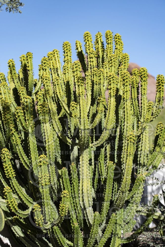 Euphorbia royleana (Sullu spurge) 3