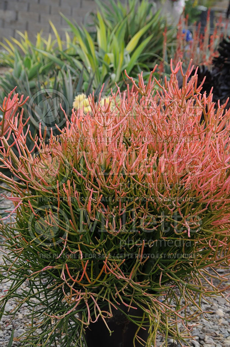 Euphorbia rosea aka Firesticks aka Sticks on Fire (Red Pencil Tree) 2