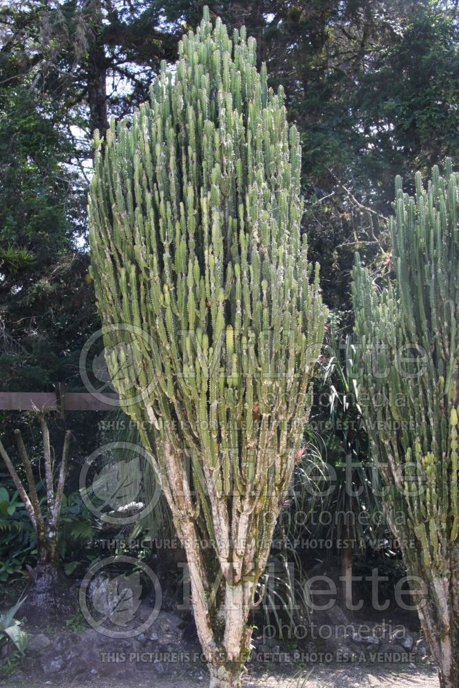 Euphorbia trigona (African Milk Tree) 1