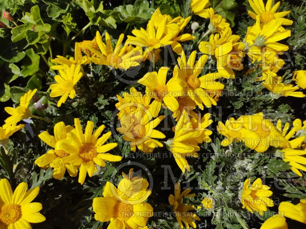 Euryops Silver Star (Golden daisy bush) 1 