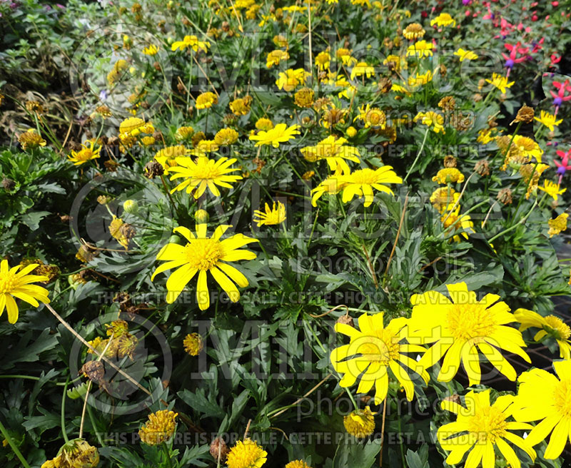 Euryops pectinatus (Golden daisy bush) 2 