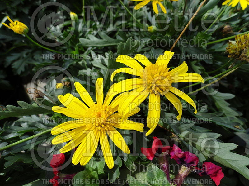 Euryops pectinatus (Golden daisy bush) 1 