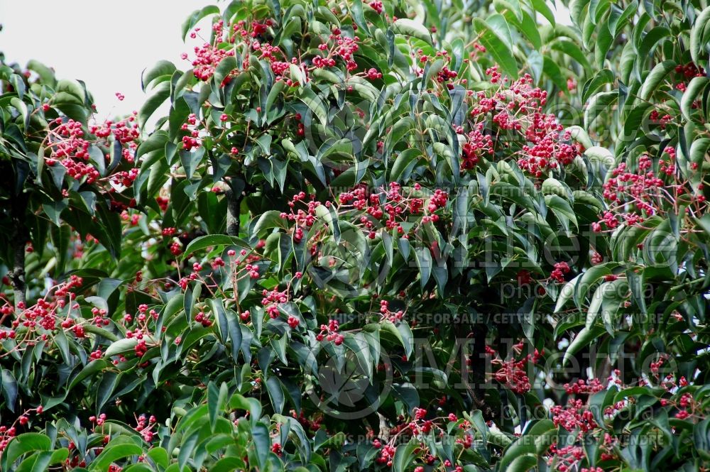 Euscaphis japonica (Korean sweetheart tree) 3